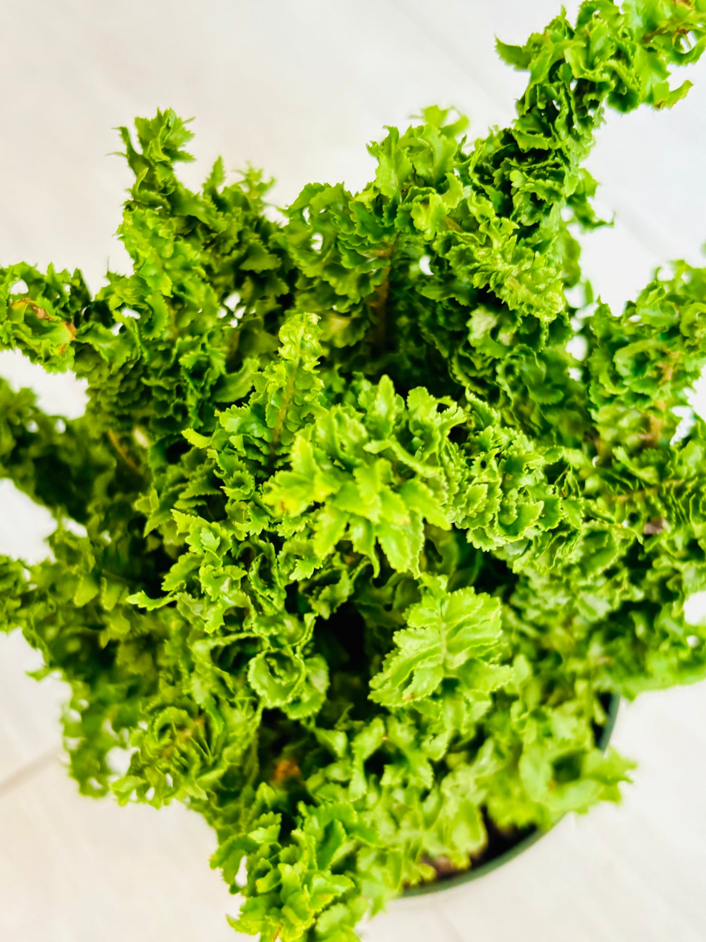 Curly Boston Fern