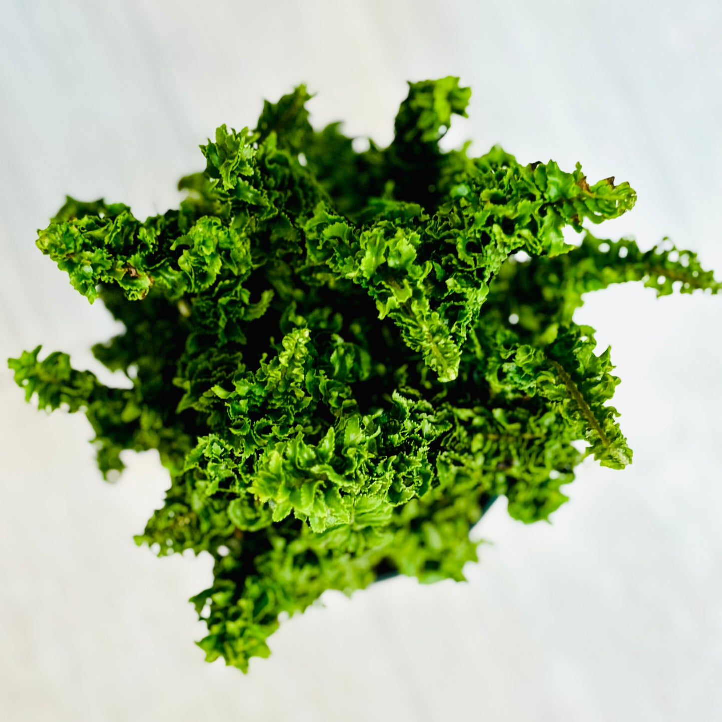 Curly Boston Fern