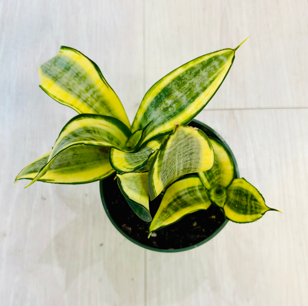 Gold Star Hahnii Snake Plant
