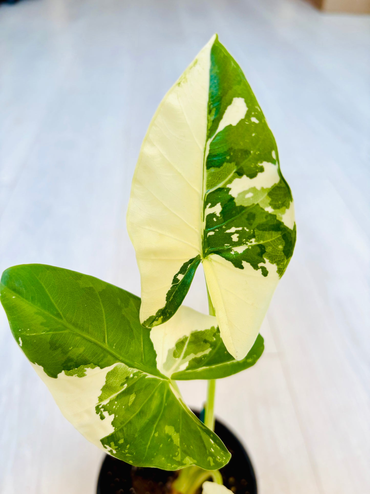 Okinawa Silver Alocasia