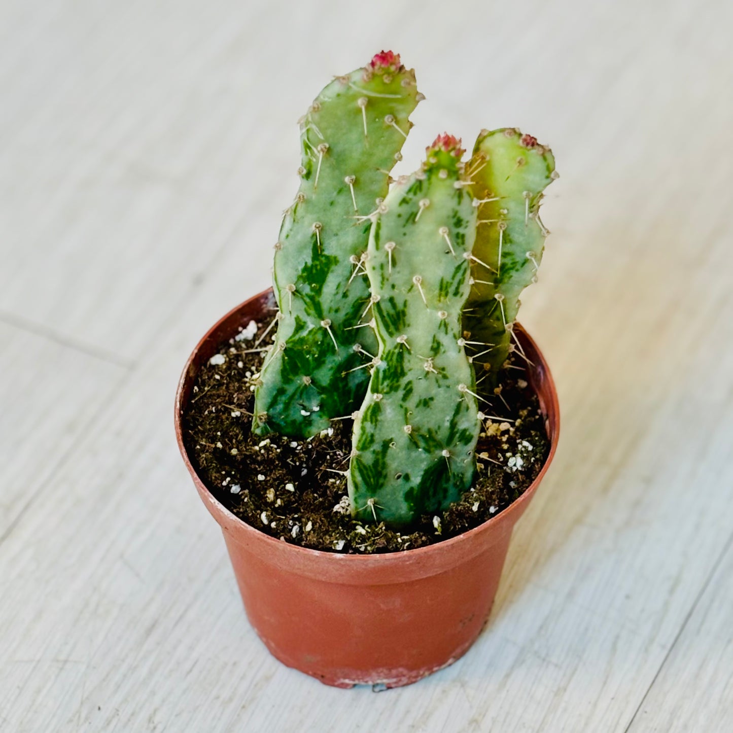 Cactus - Assorted 4"
