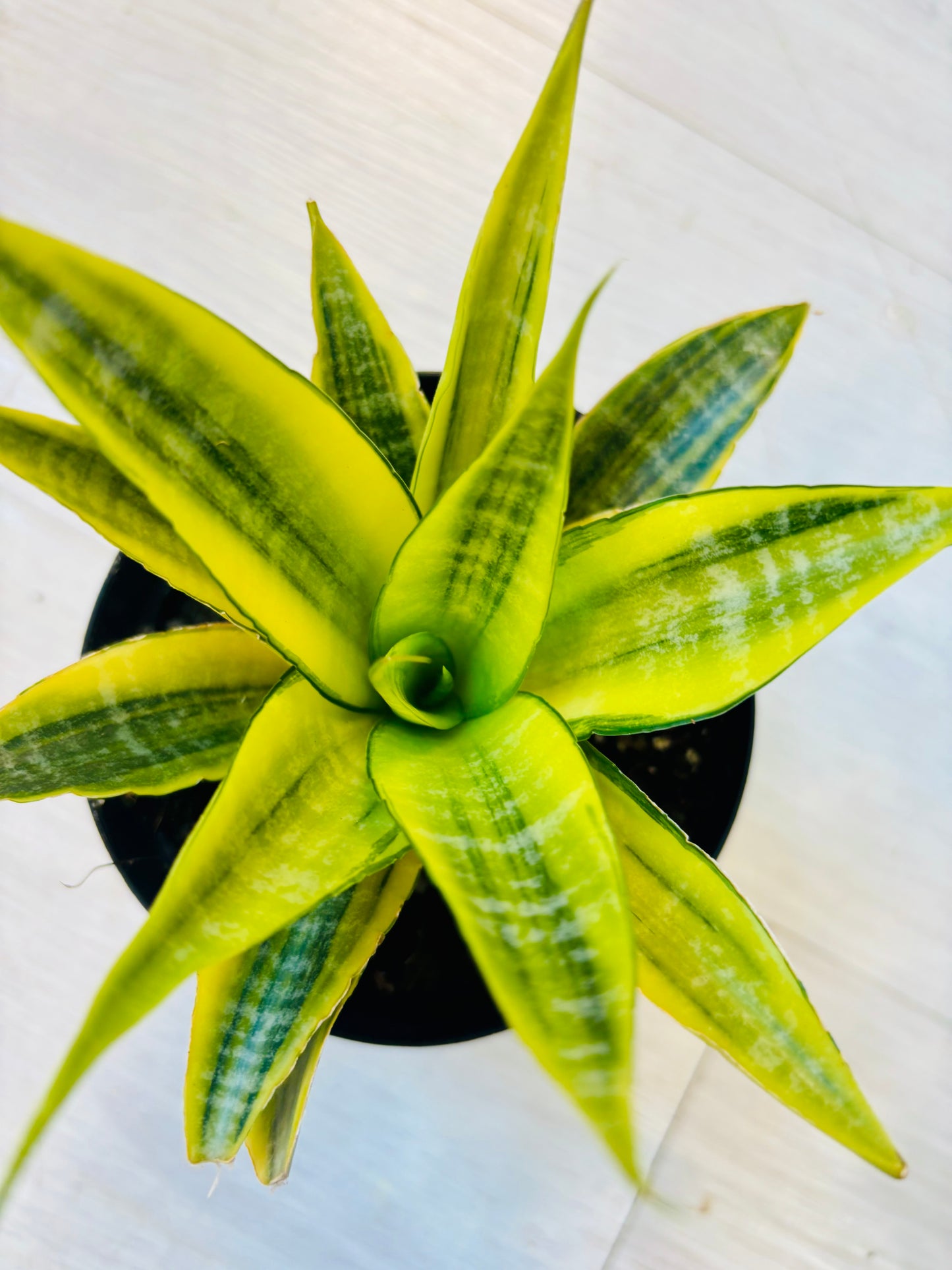 Cordova Variegated Snake Plant