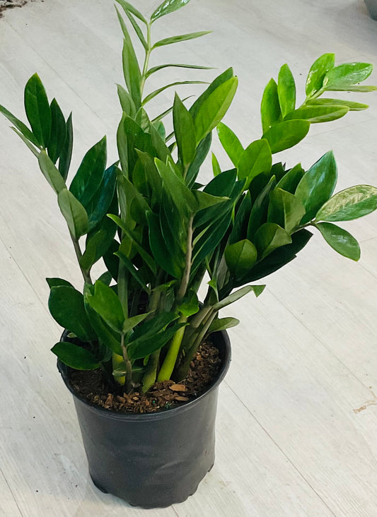ZZ Plant
