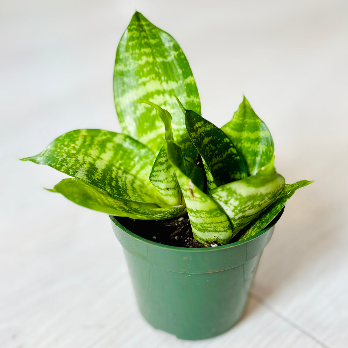 Green Hahnii Snake Plant