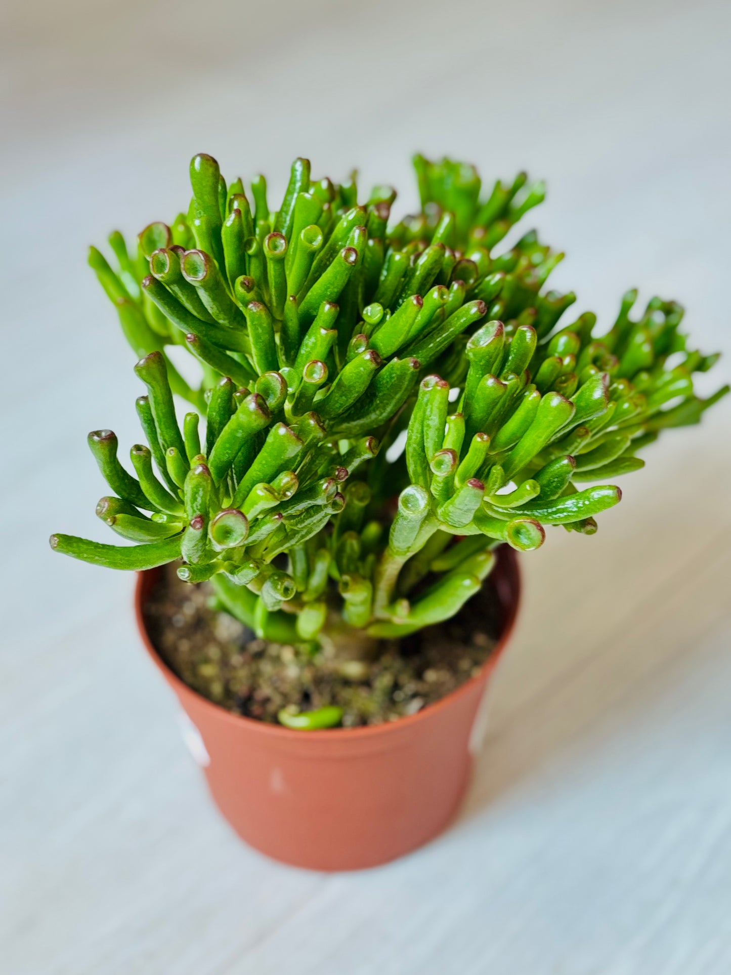 Hobbit Jade