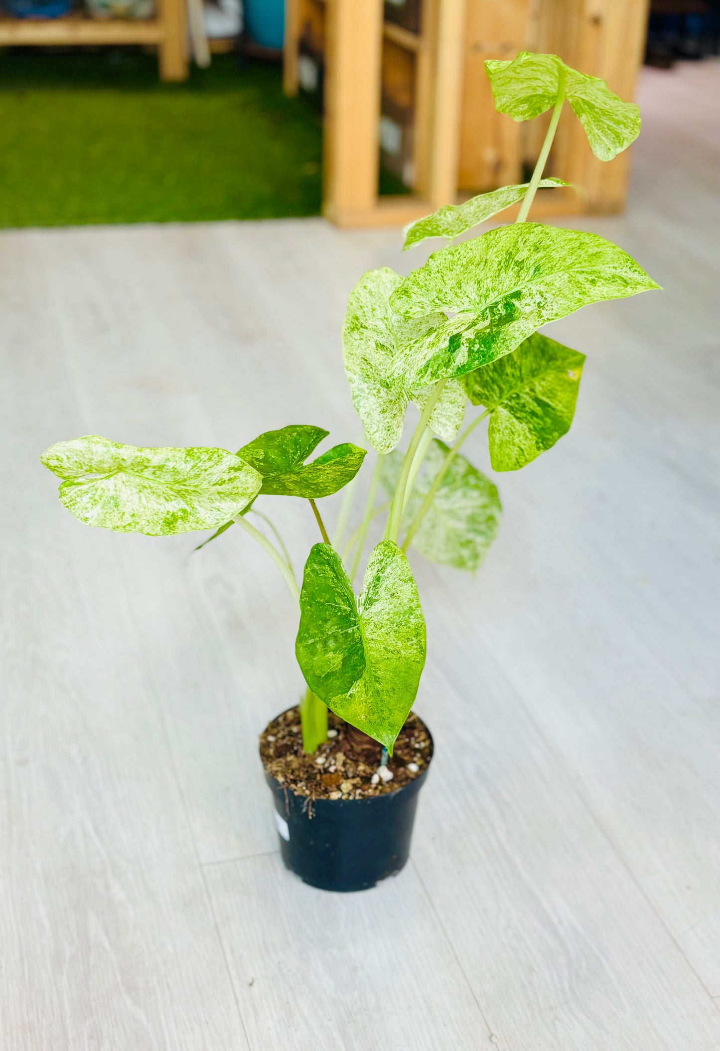 Batik Alocasia
