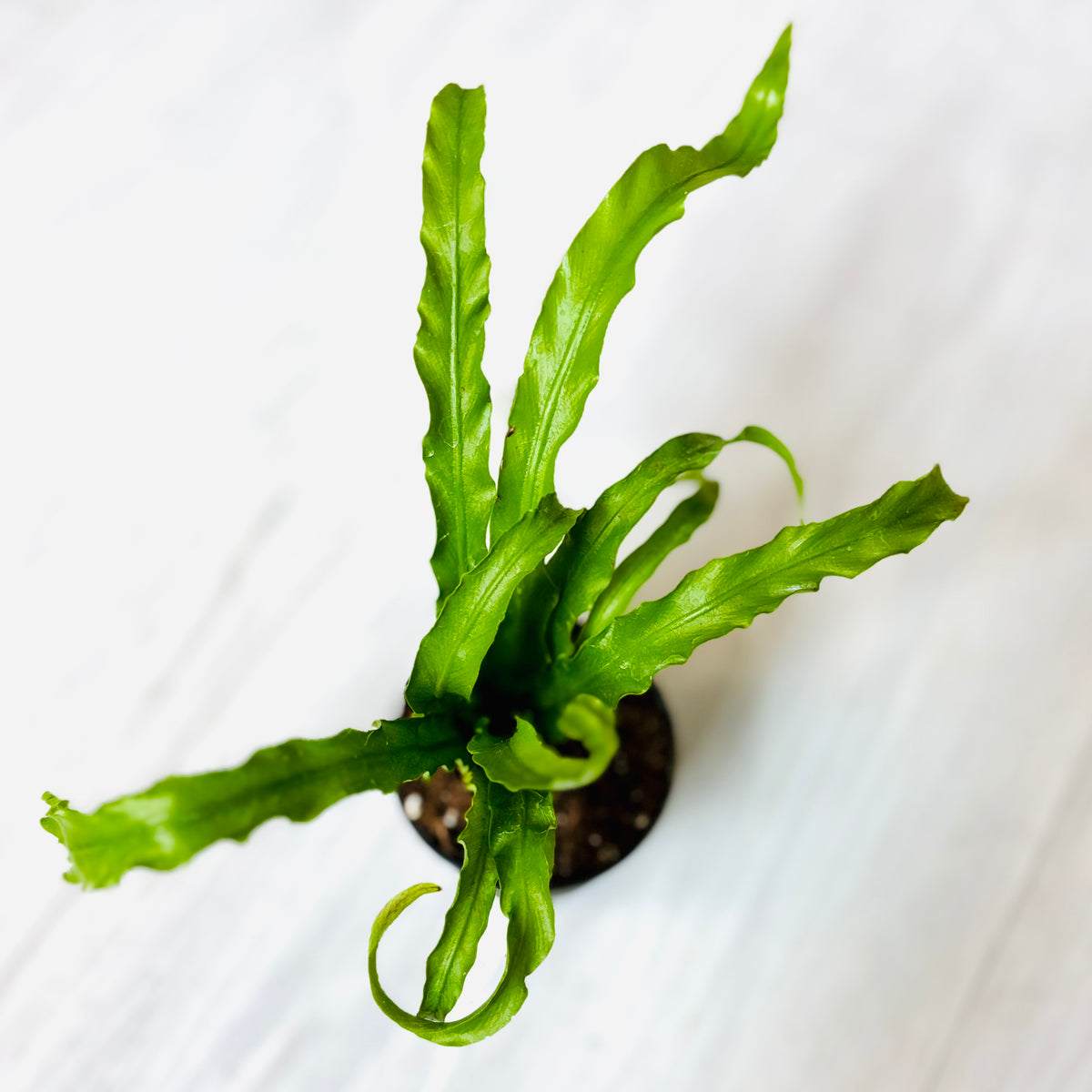 Houseplants - Assorted 2"