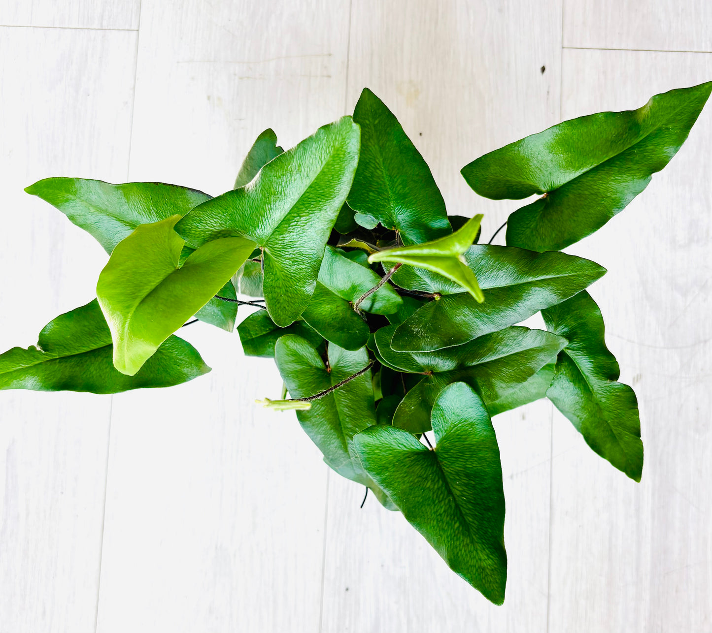 Heartleaf Fern