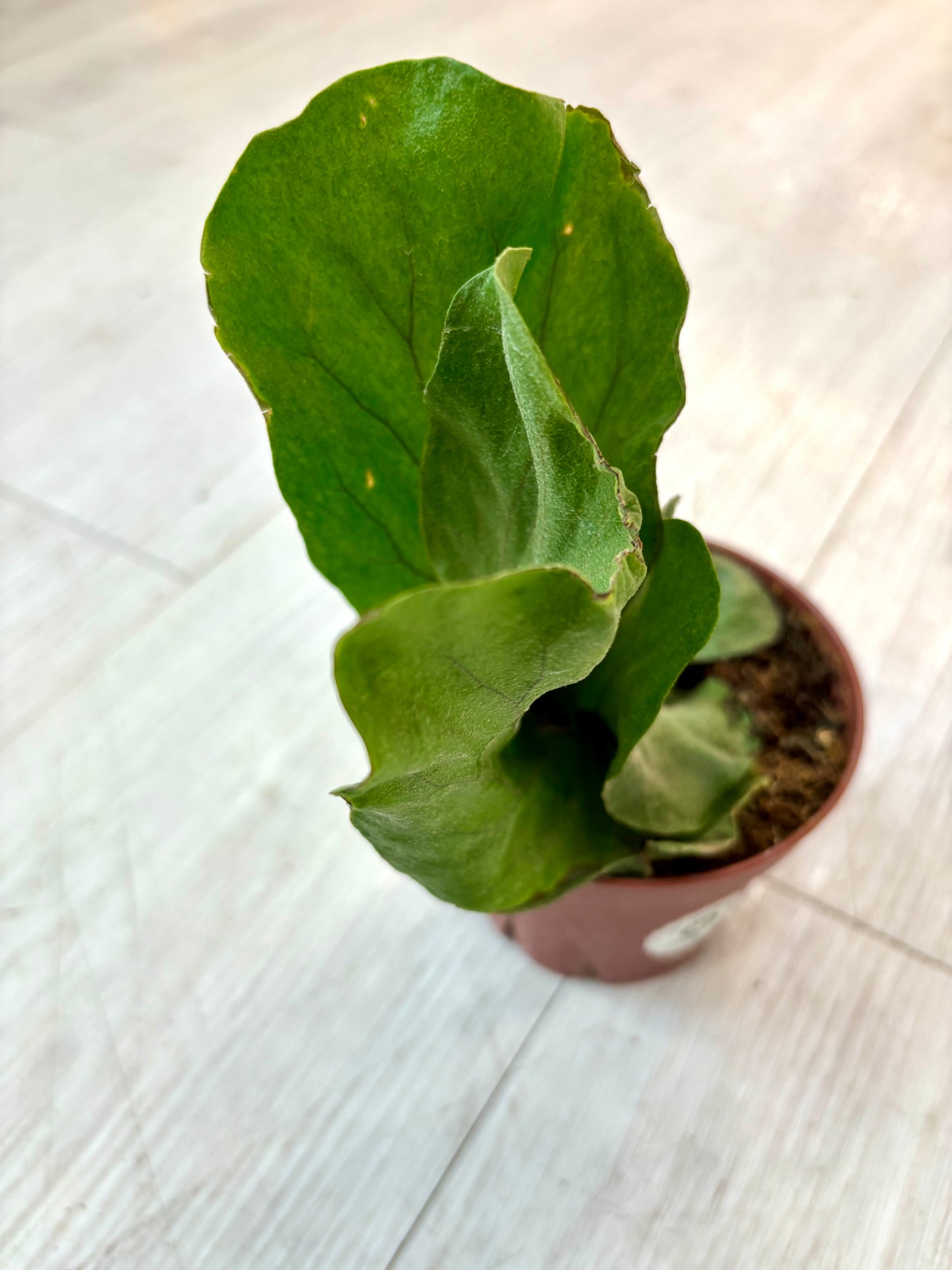 Elephant Ear Staghorn Fern