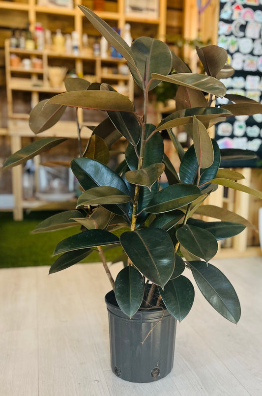 Burgundy Rubber Plant