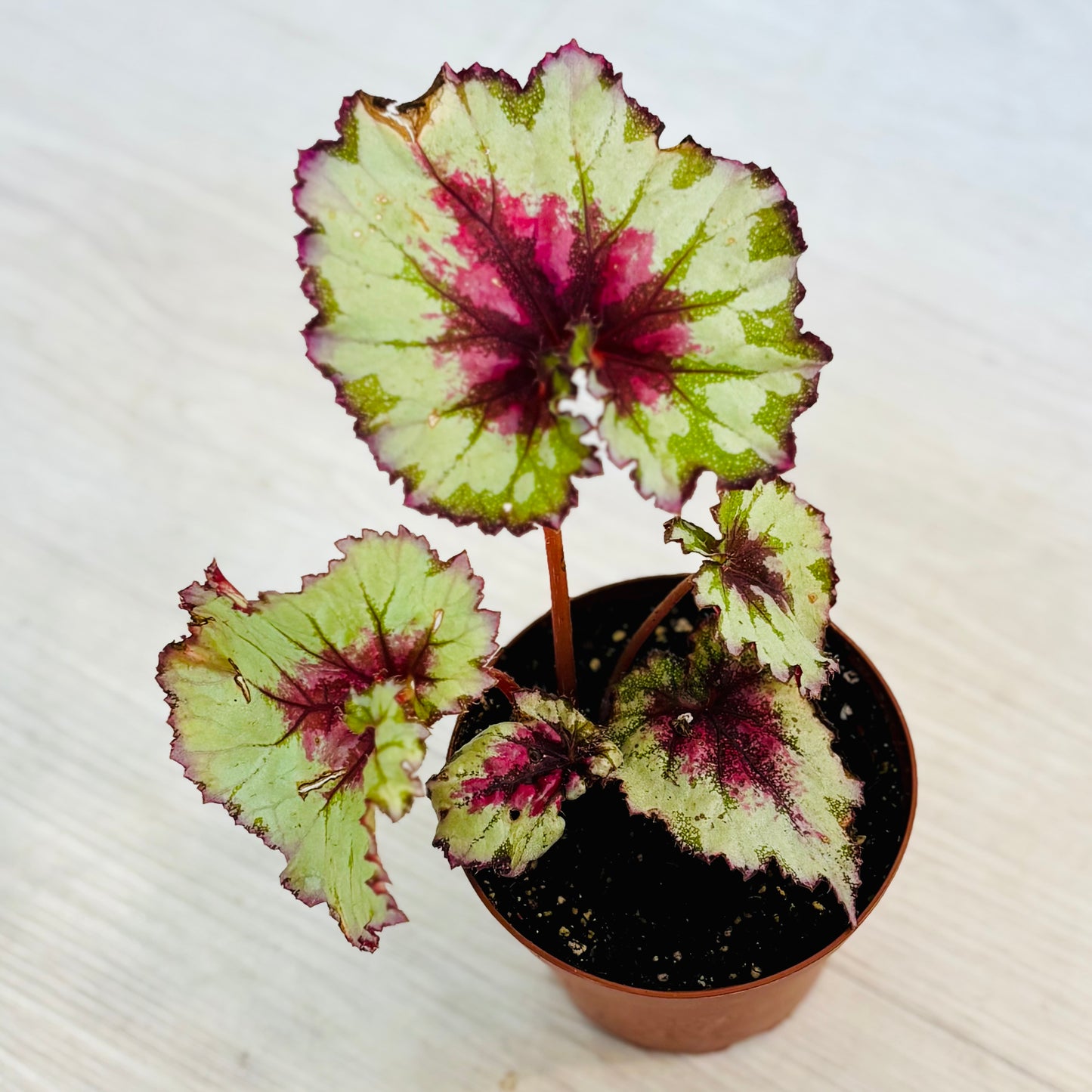 Rex Begonia