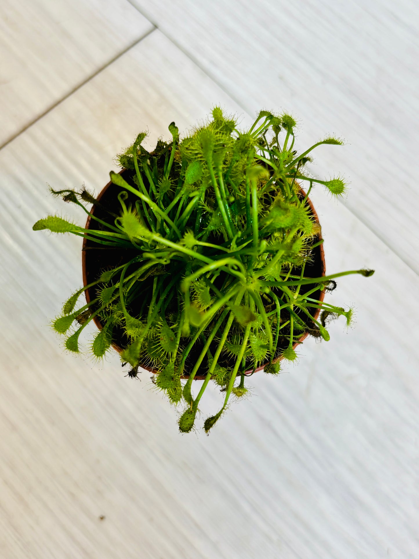 Drosera madagascariensis