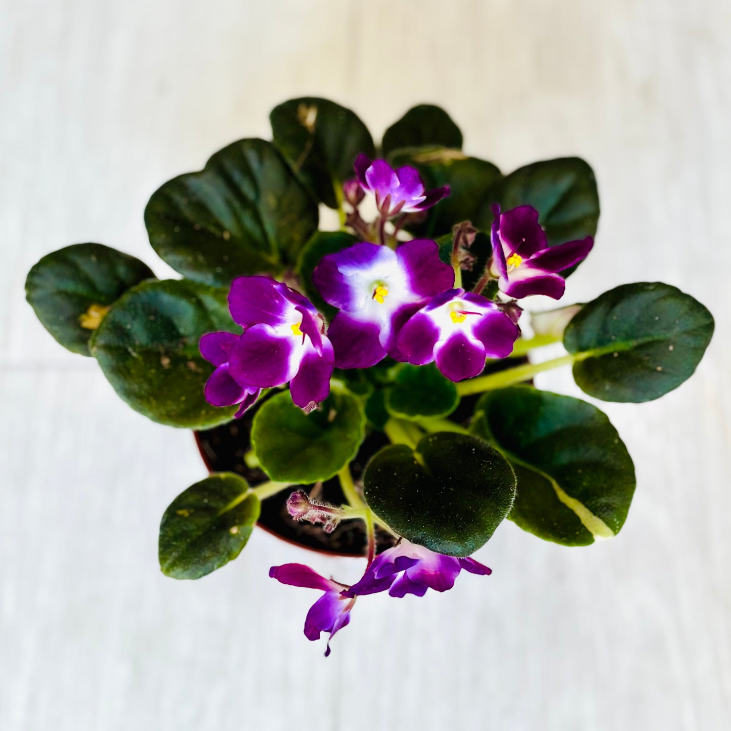 African Violet