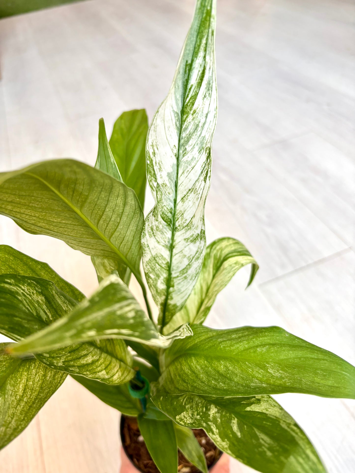 Variegated Peace Lily