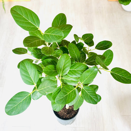 Audrey Bush Ficus