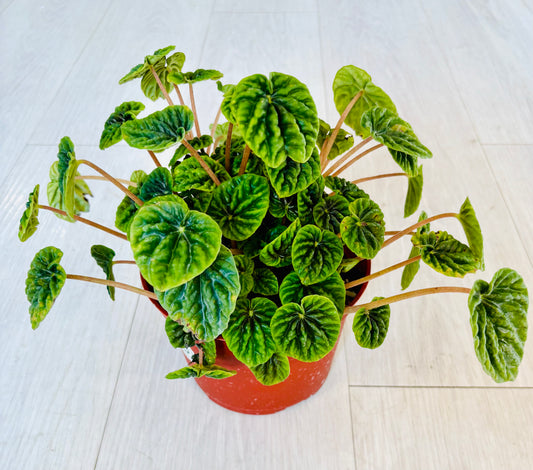 Emerald Ripple Peperomia