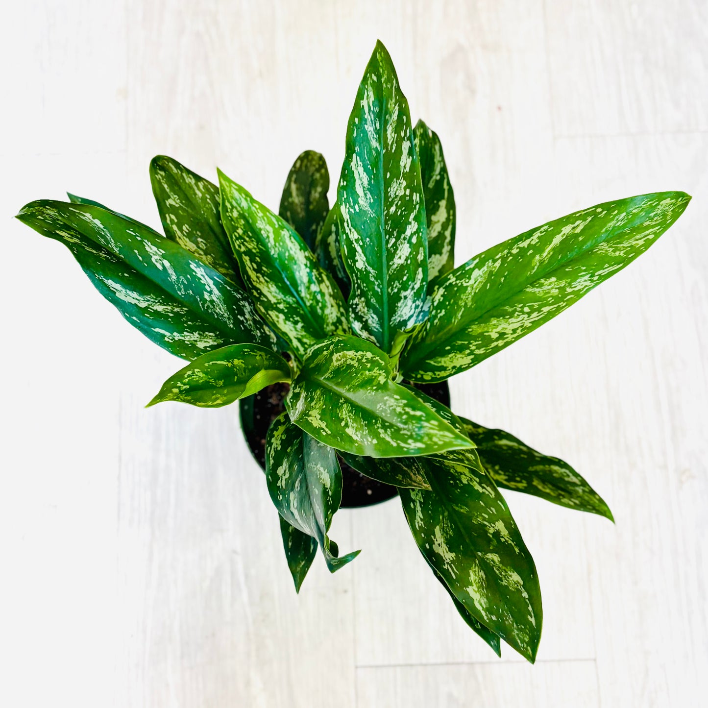 Maria Aglaonema