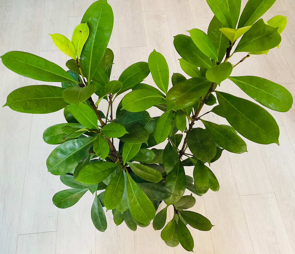 Ficus Cyastipula
