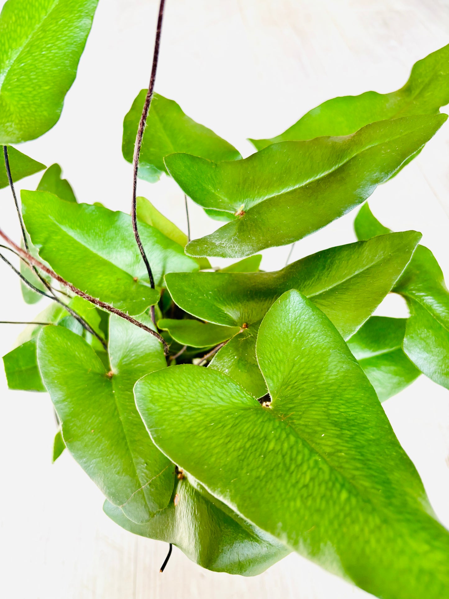 Heartleaf Fern
