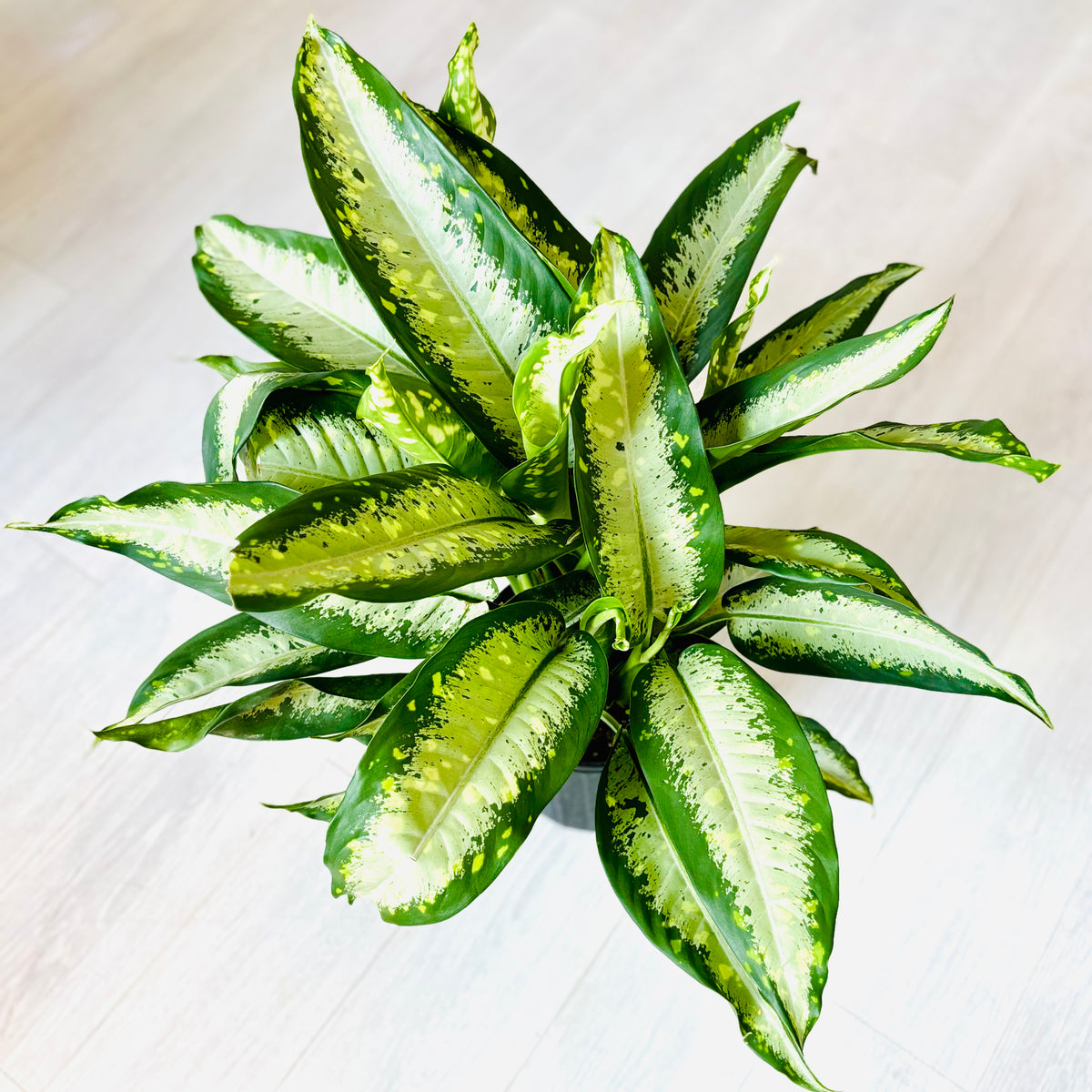 Cougar Dieffenbachia