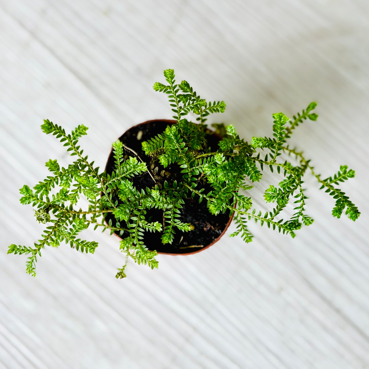 Houseplants - Assorted 2"