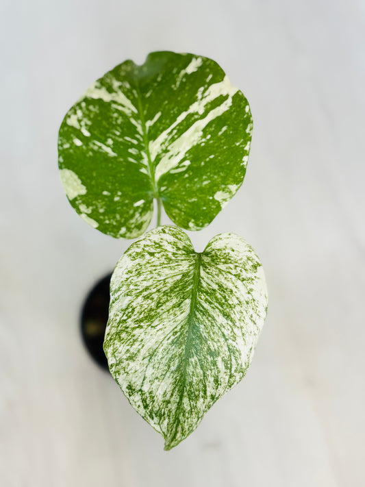 White Monster Monstera