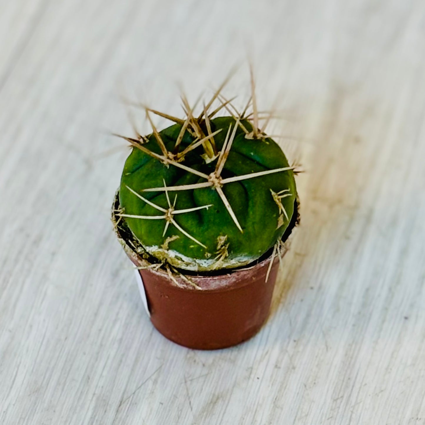 Cactus - Assorted 2"