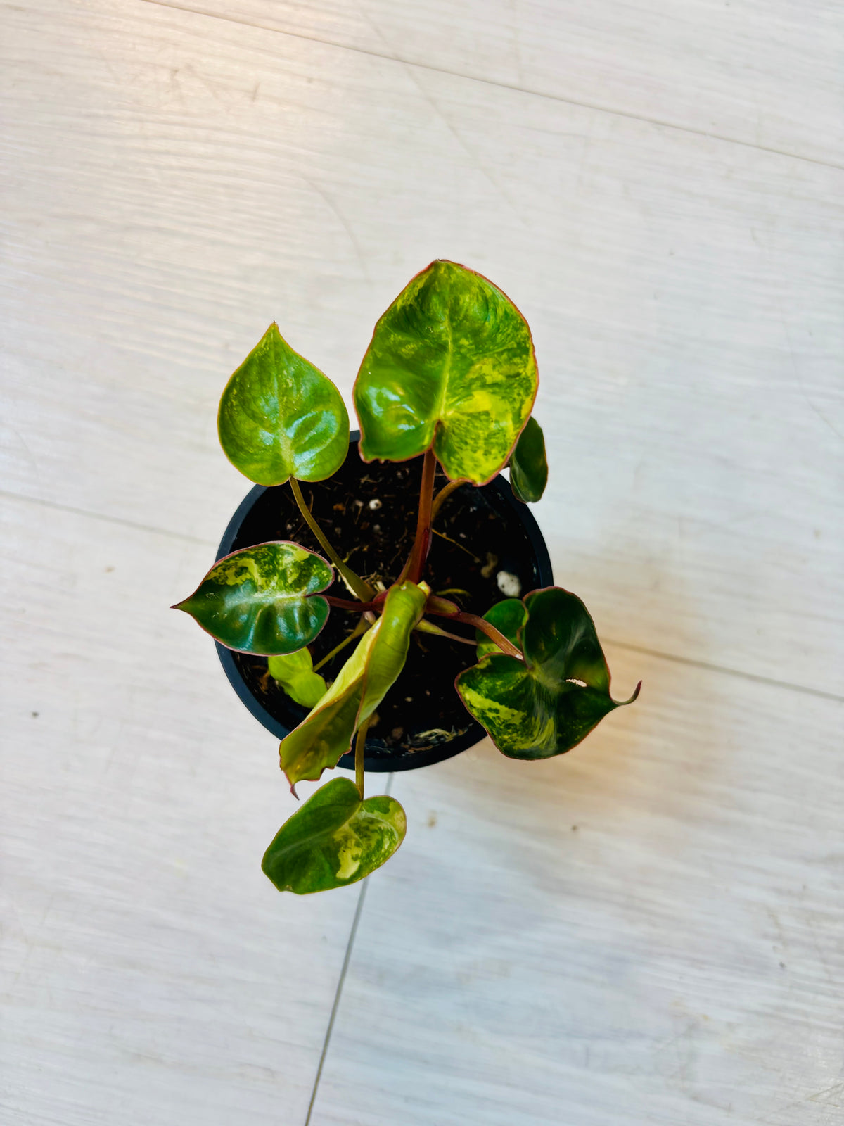 Philodendron Billietiae Variegated
