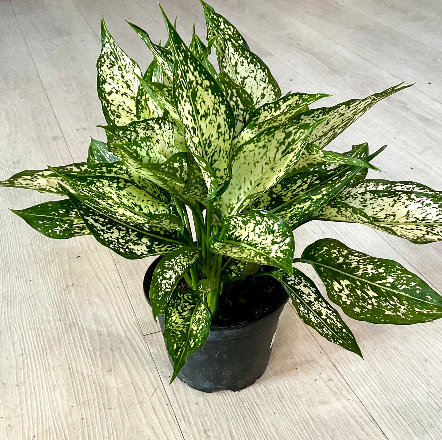 Aglaonema Spring Snow 6"