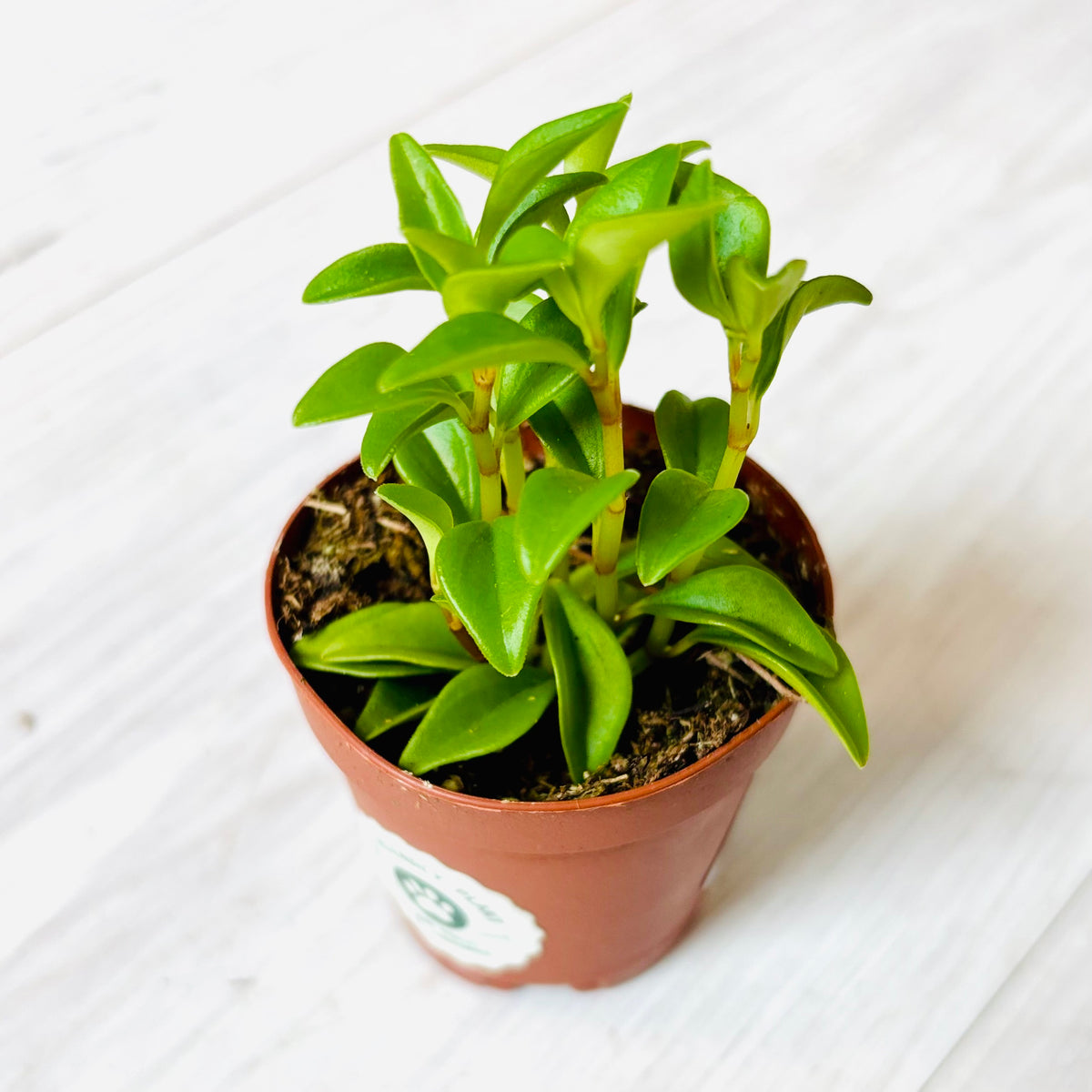 Houseplants - Assorted 2"