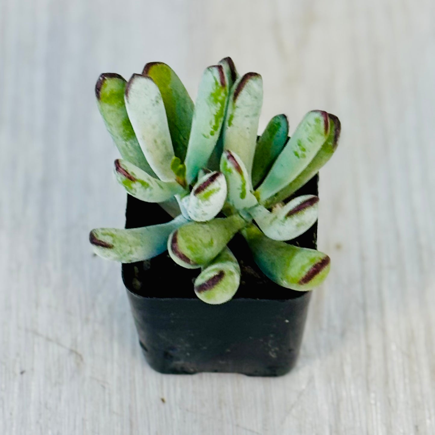 Succulents - Assorted 2”