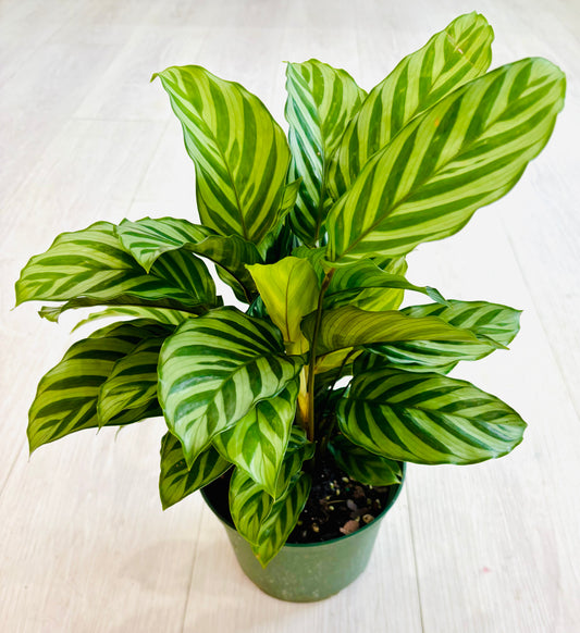 Calathea Freddie