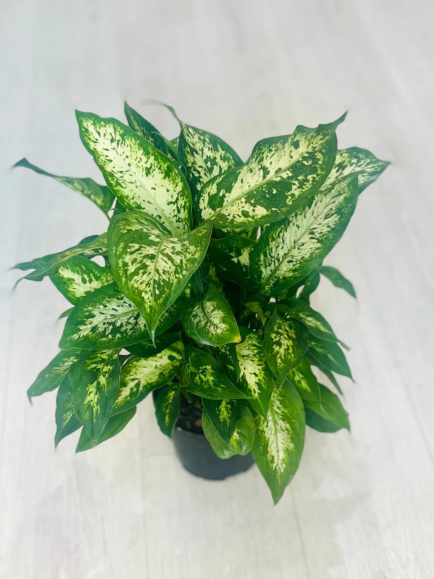 Seguine Dieffenbachia