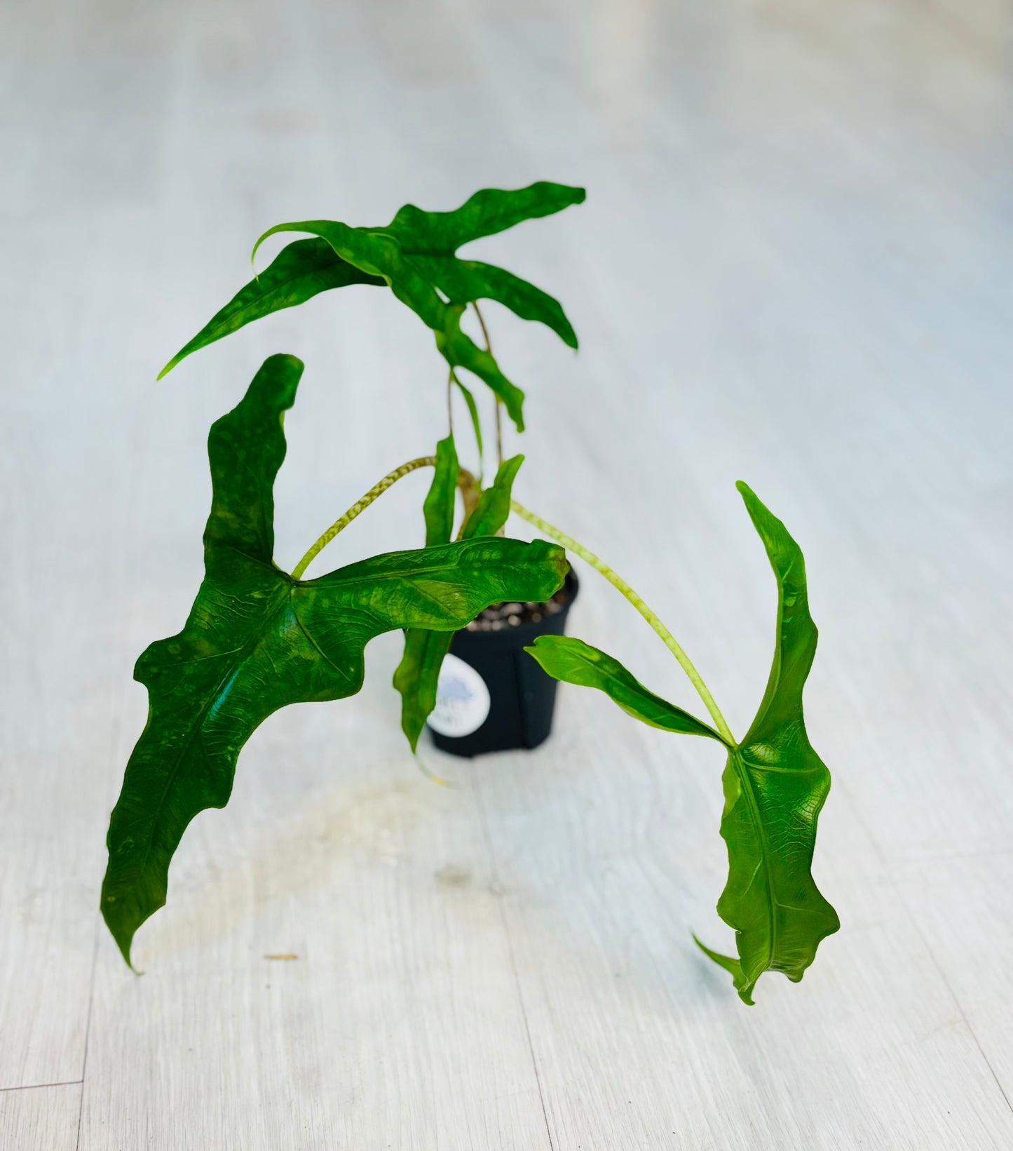 Sabrina Alocasia