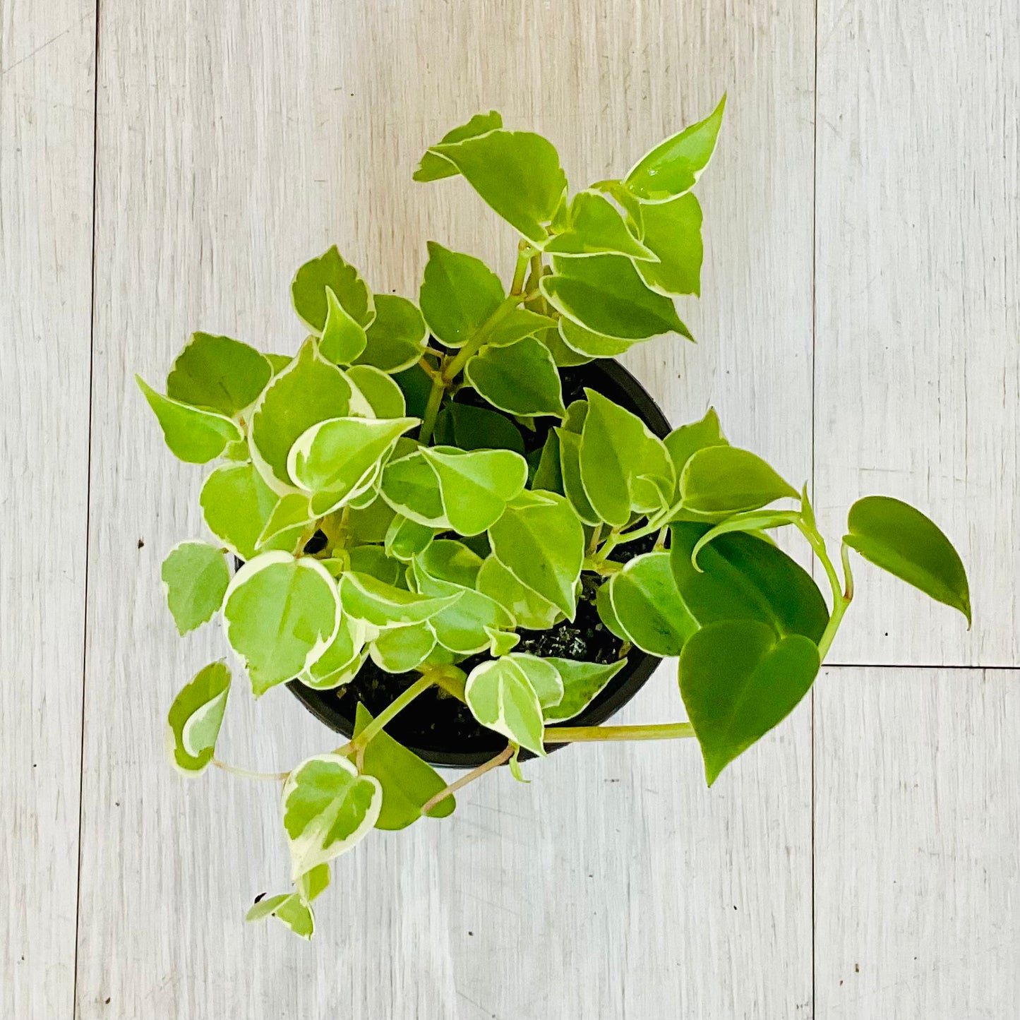 Cupid Peperomia
