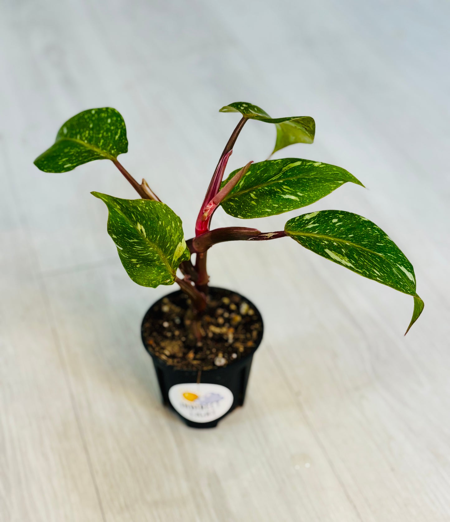 White Knight Marble Philodendron