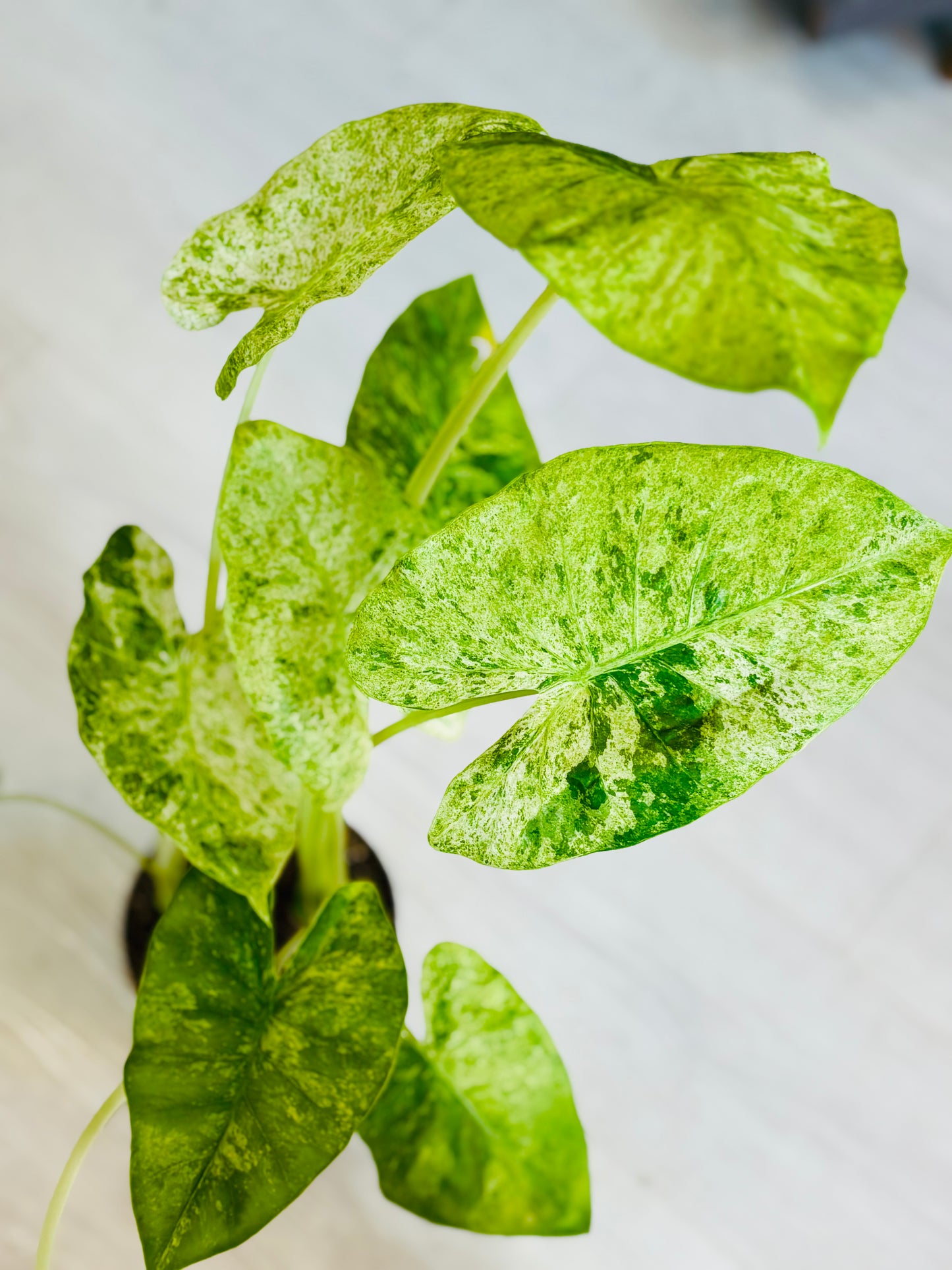 Batik Alocasia