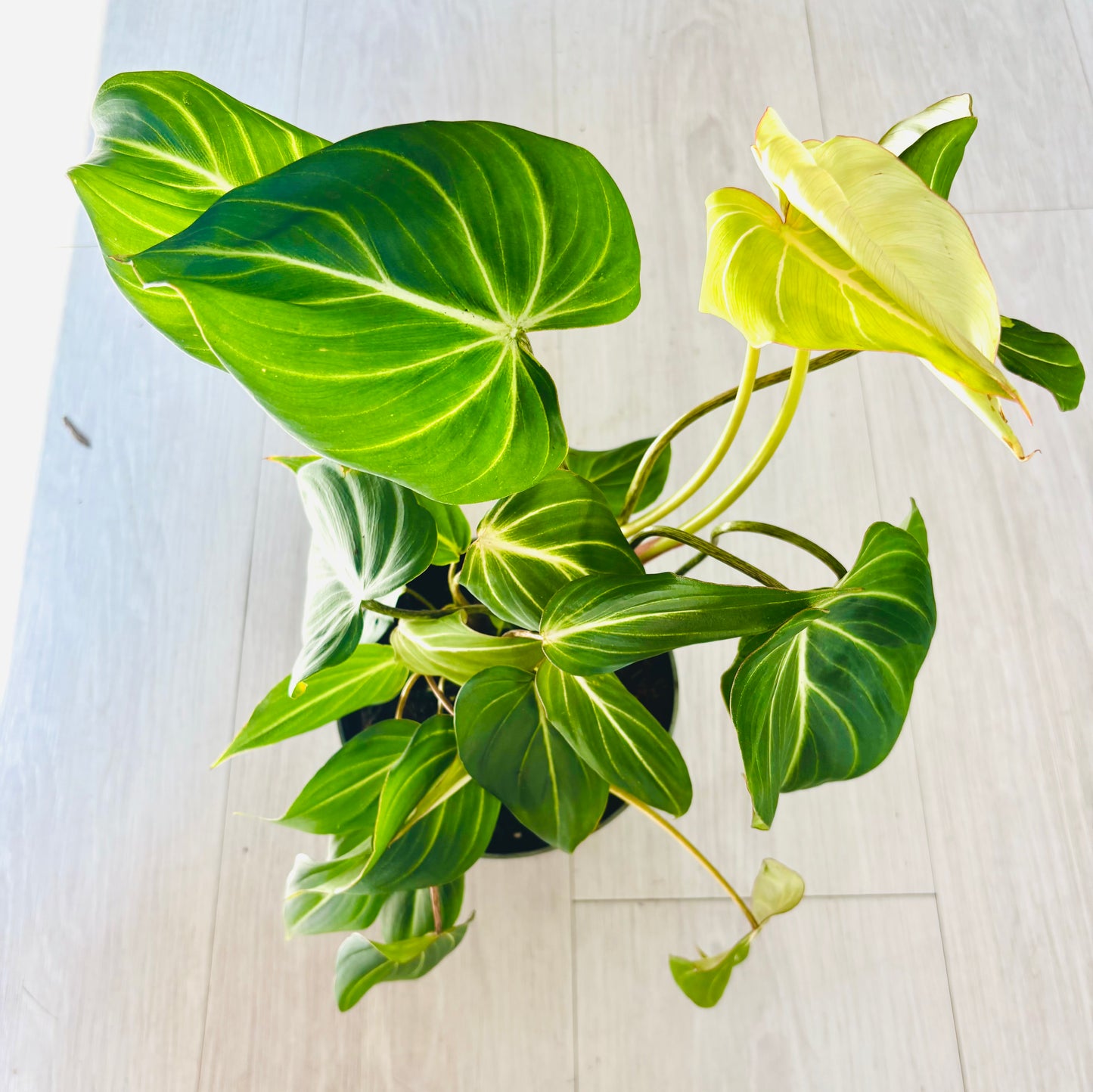 Gloriosum Philodendron