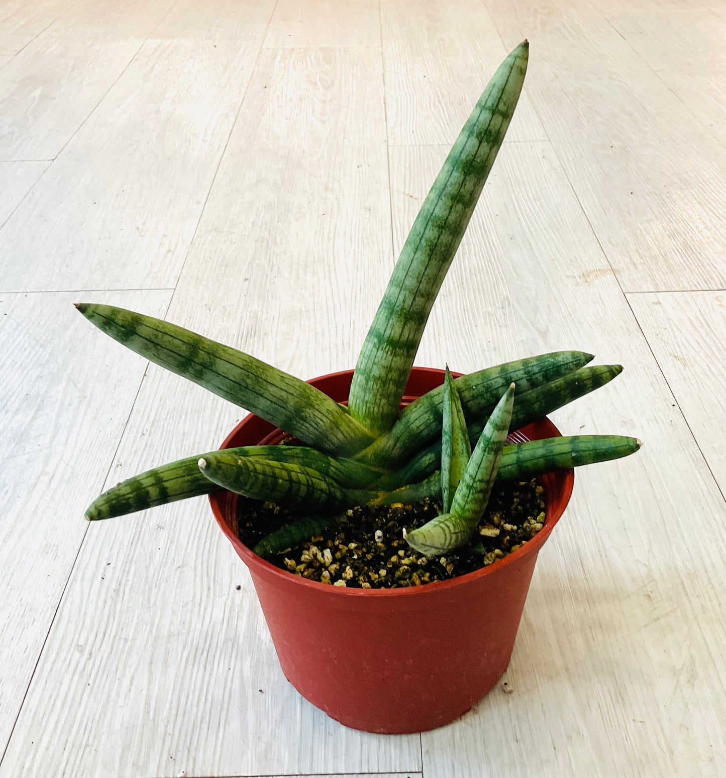 Boncel Starfish Snake Plant