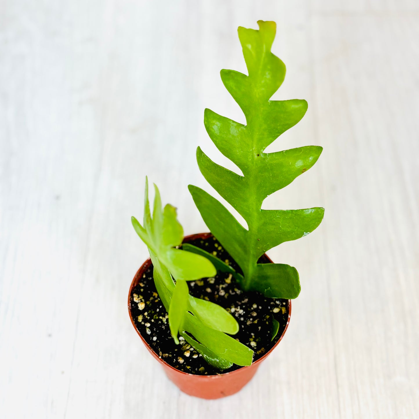 Fishbone Cactus