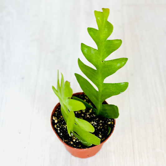 Fishbone Cactus