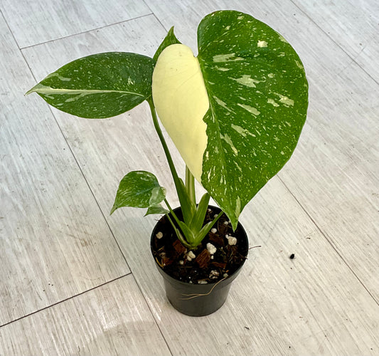 Monstera Thai Constellation