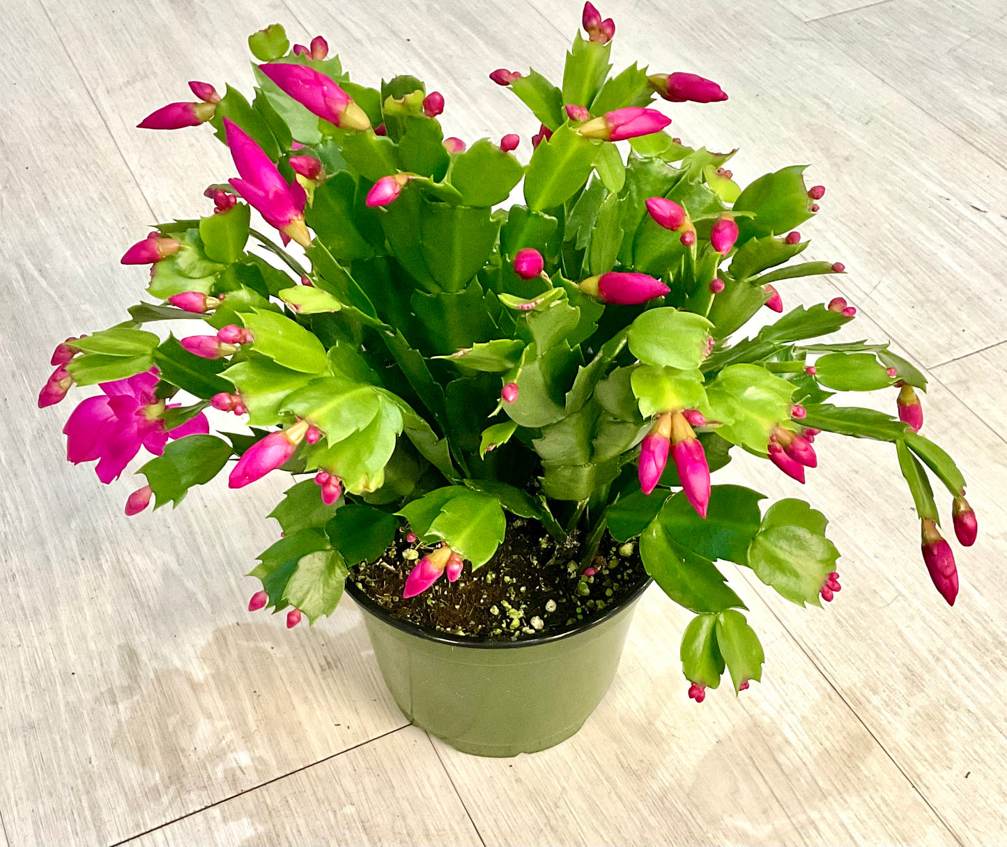 Thanksgiving Cactus