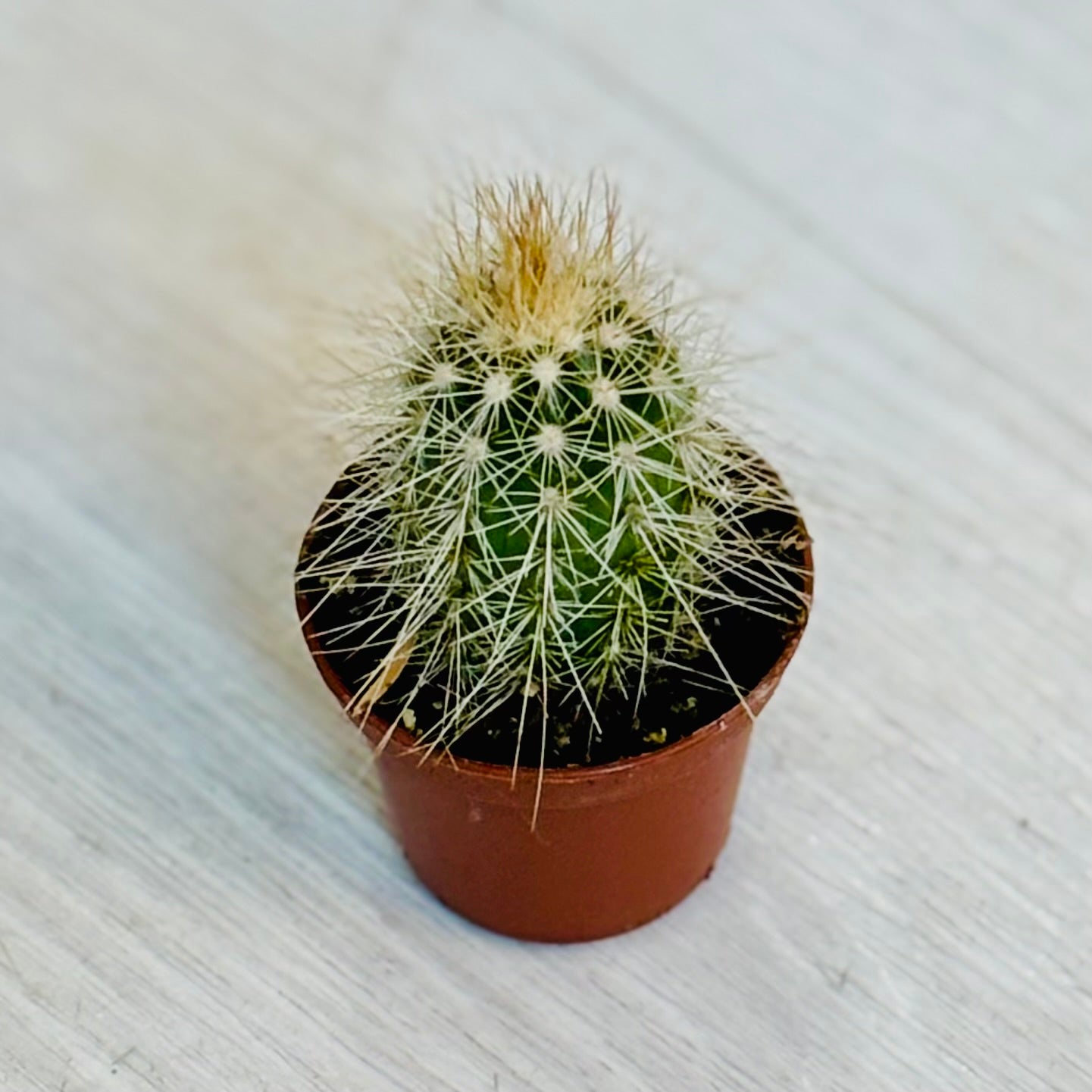 Cactus - Assorted 2"