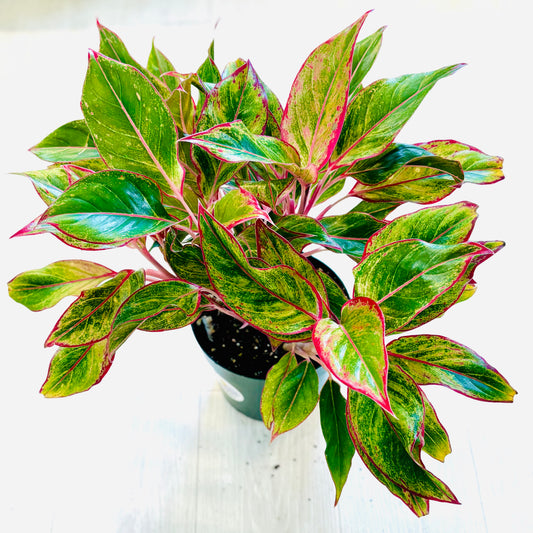 King of Siam Aglaonema
