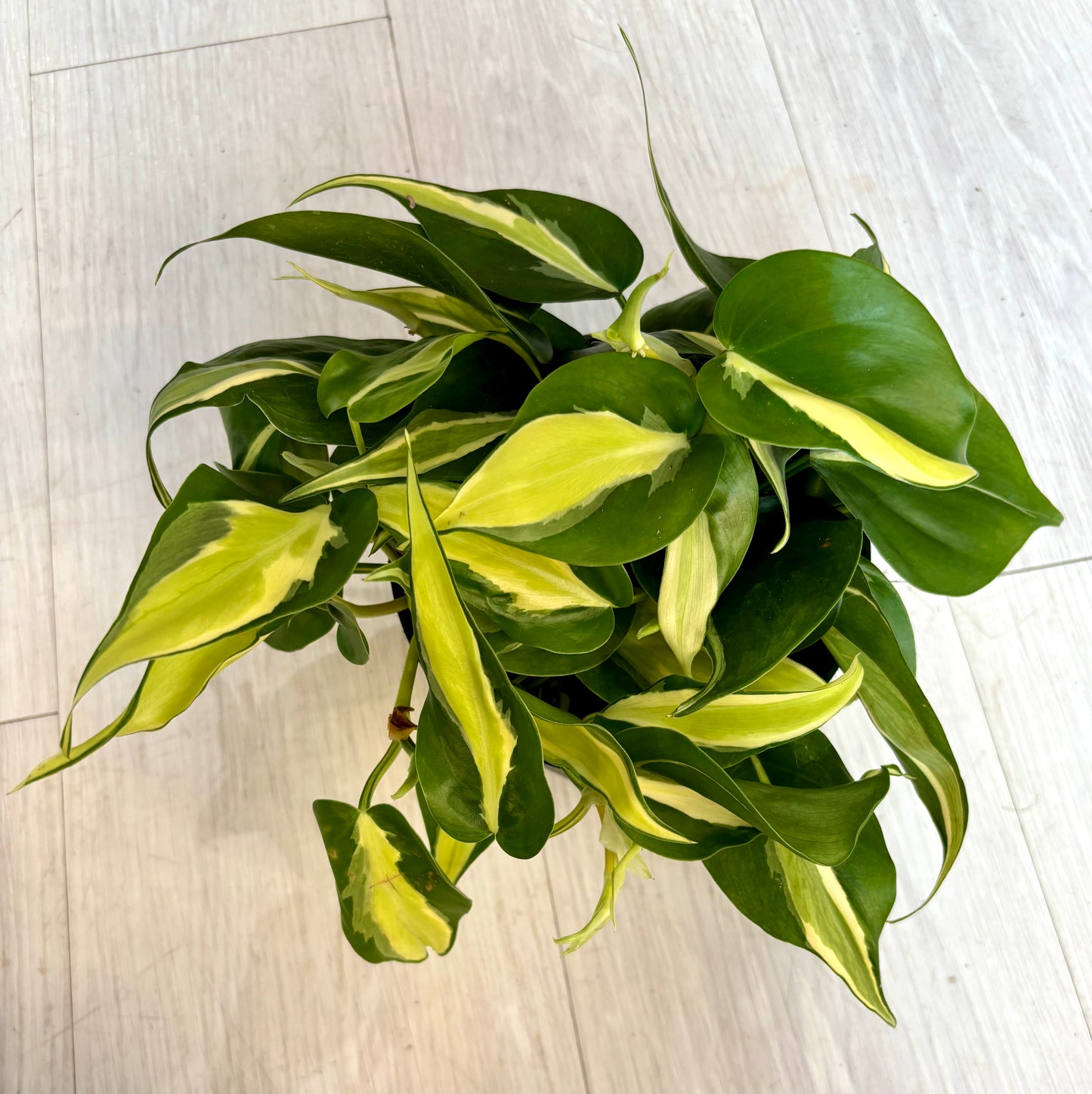 Silver Stripe Philodendron