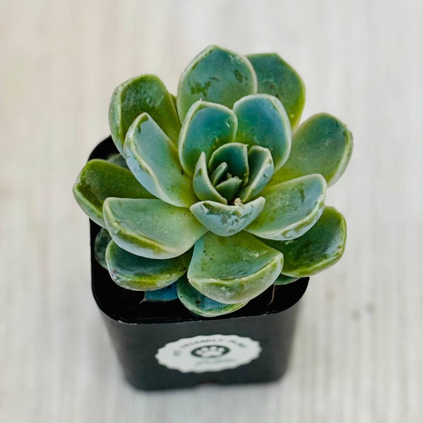 Succulents - Assorted 2”