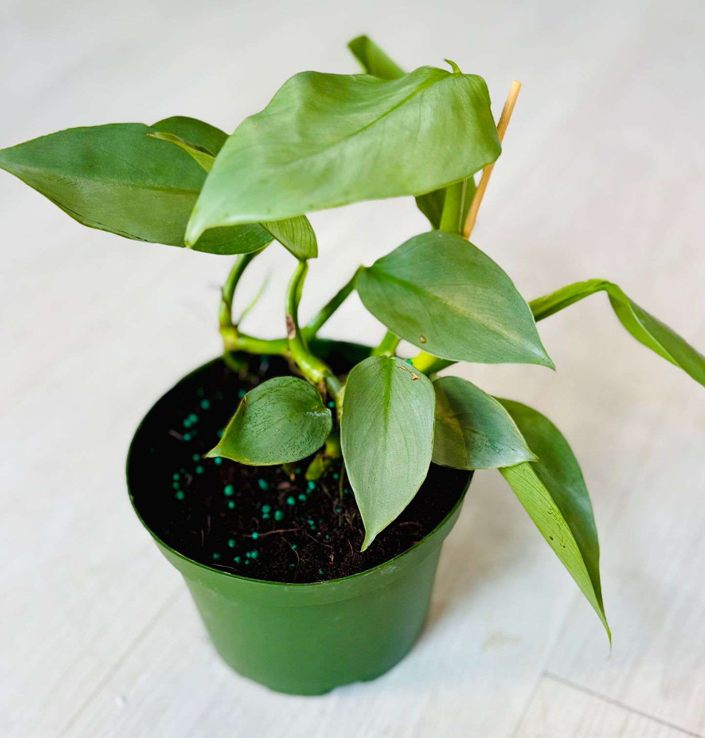 Silver Sword Philodendron