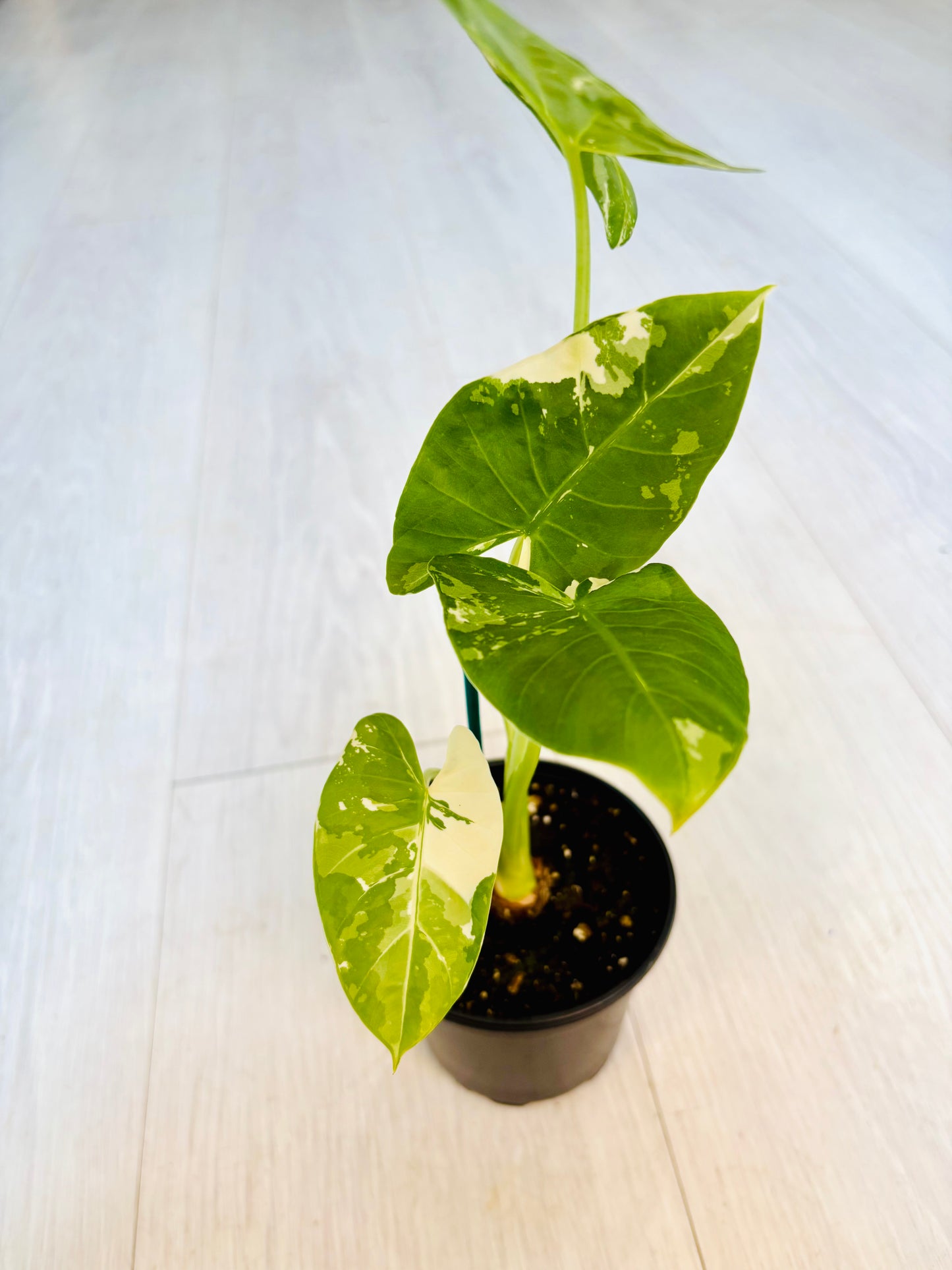 Okinawa Silver Alocasia