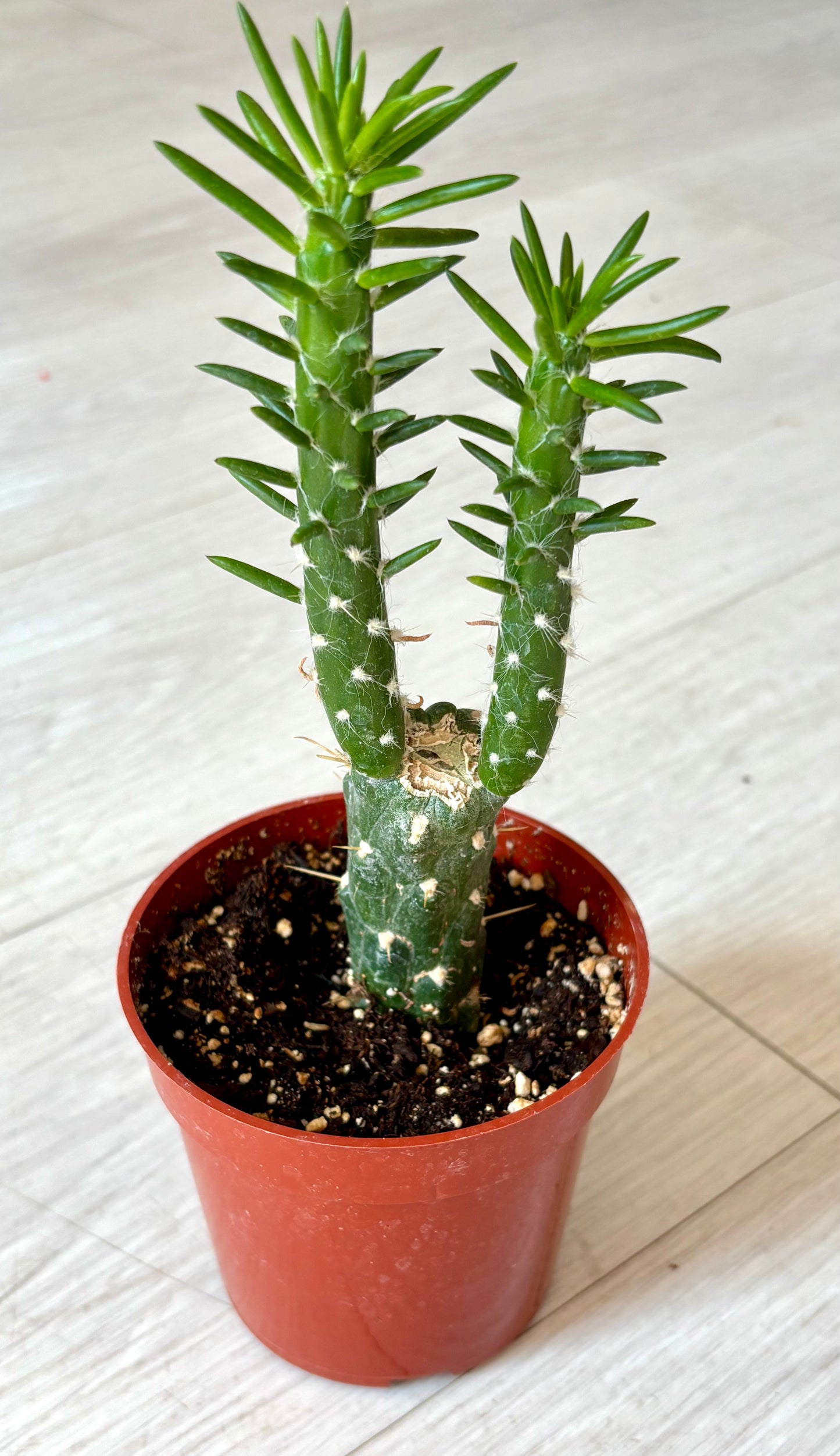 Cactus - Assorted 4"